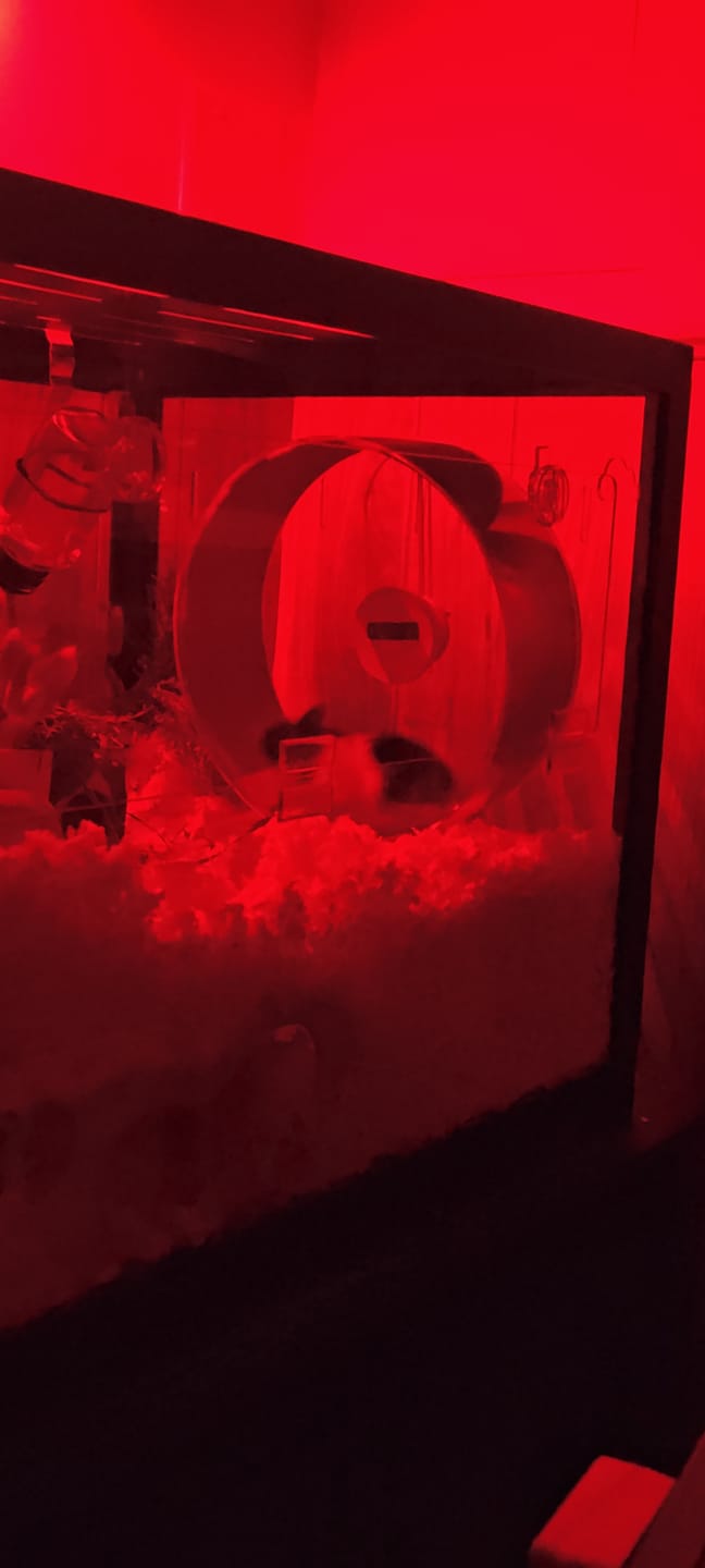 Customer photo review of Niteangel Silent Hamster Exercise Wheel:  Quiet Spinning Acrylic Hamster Running Wheel for Dwarf Hamster Gerbils Mice Degus Or Other Small Animals