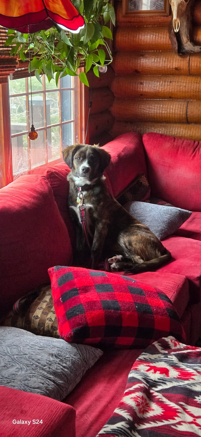 Customer photo review of 6 Inch Thick Bully Stick