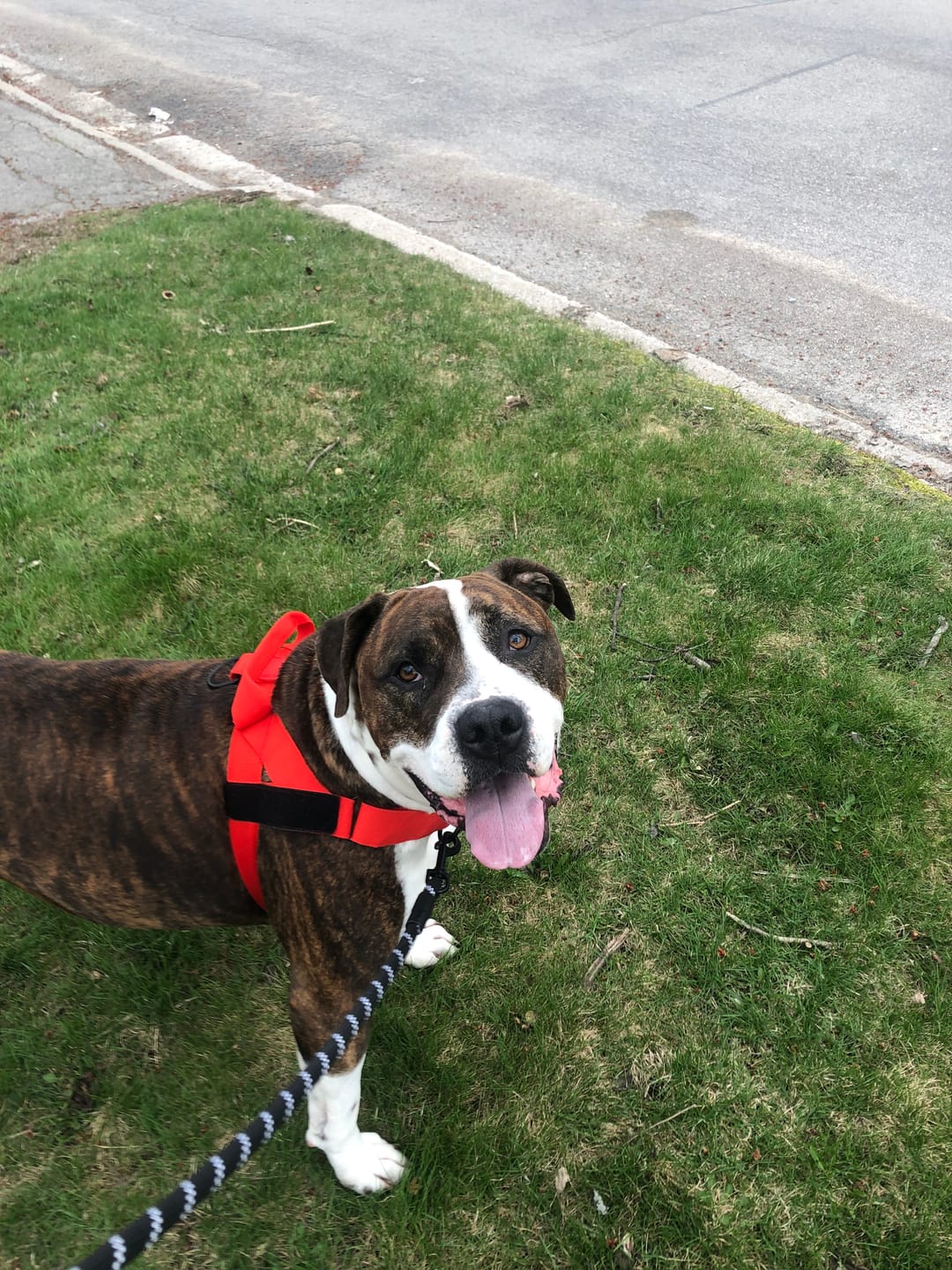 Customer photo review of No-Pull Harness