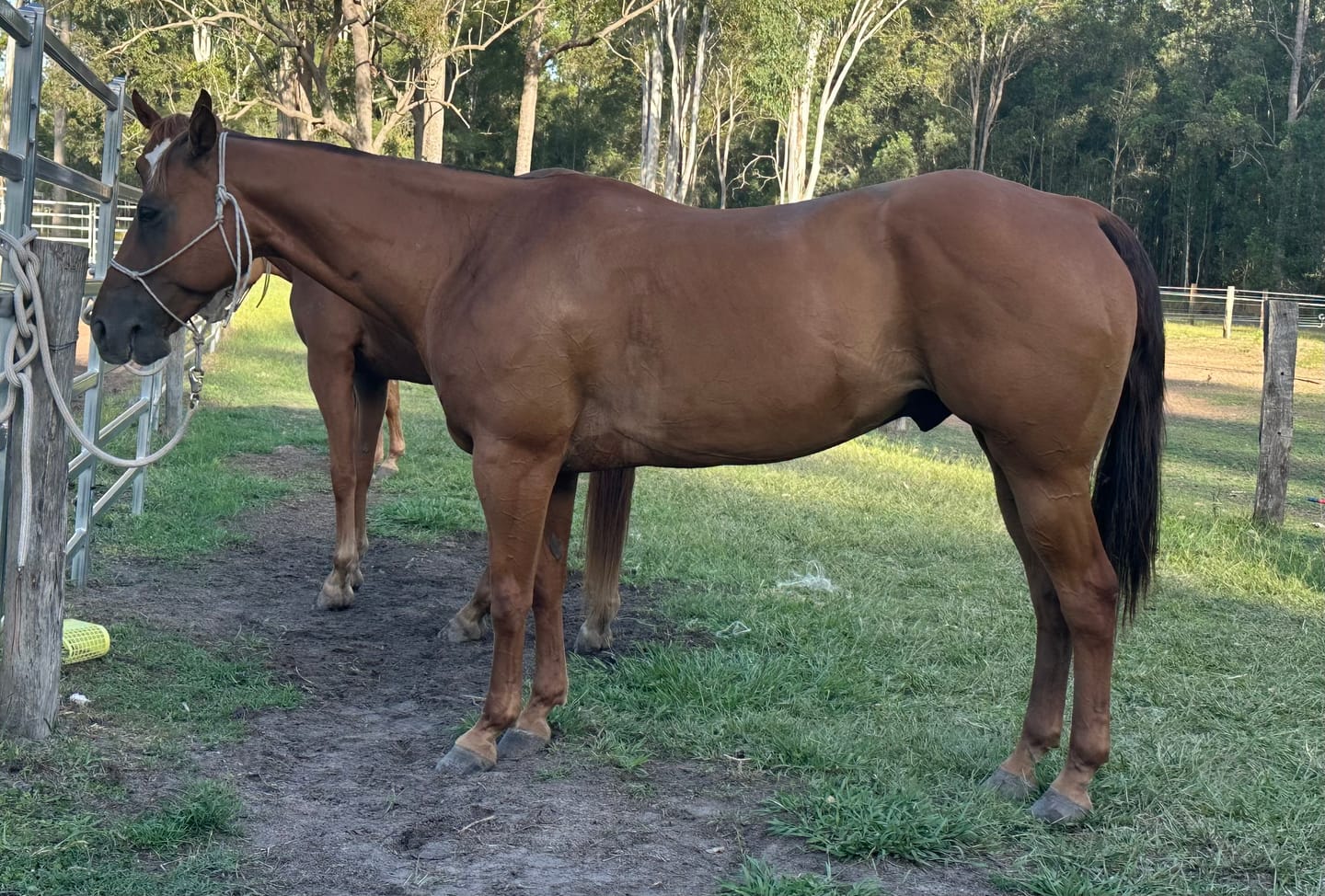 Customer photo review of Digestive HP