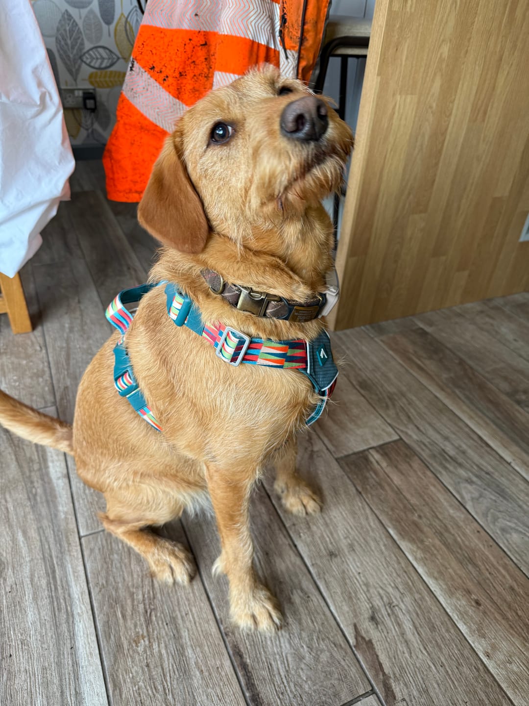 Customer photo review of Horizon Harness
