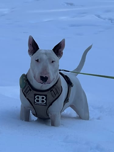 Customer photo review of 5cm Combat® Collar | With Handle & Secure Clip - Tan