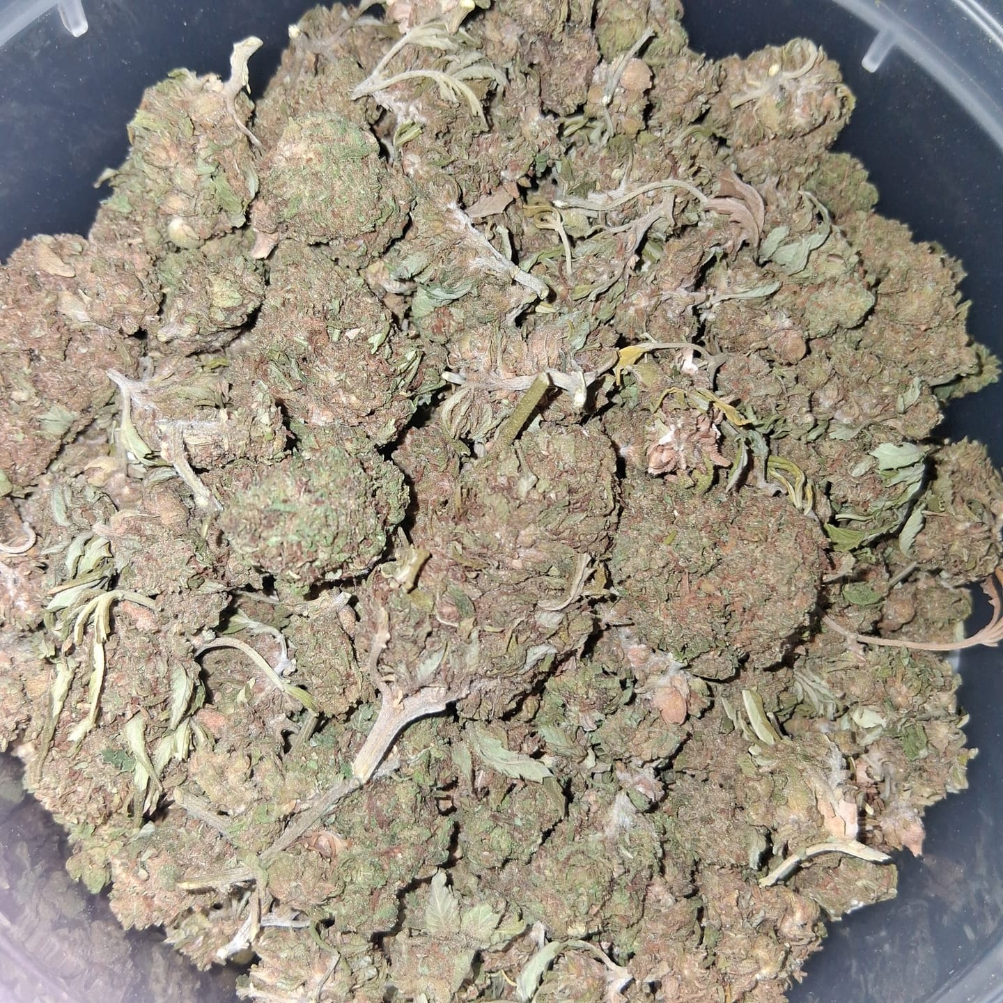 Customer photo review of Winter Breath - Bulk - Hybrid
