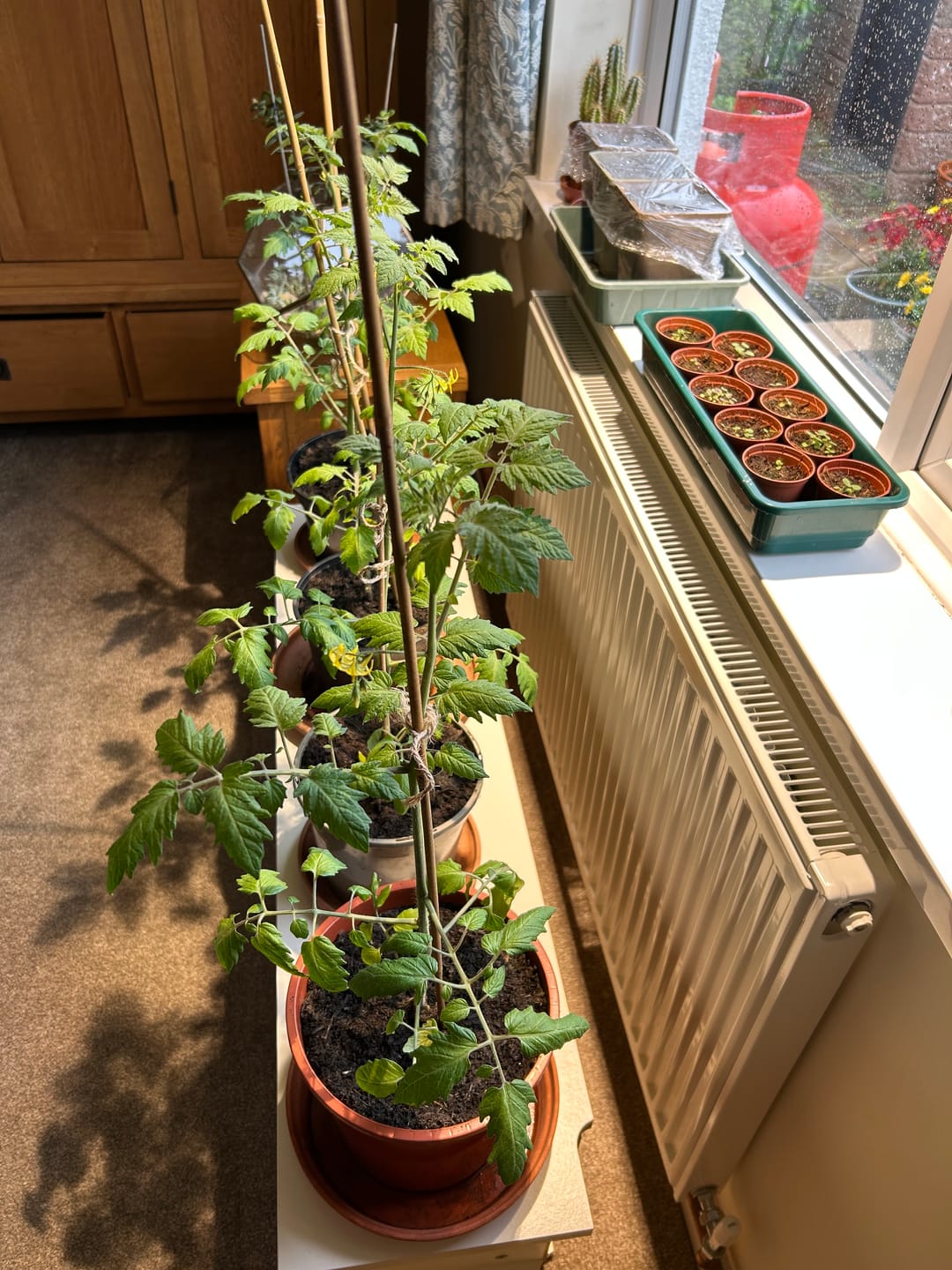 Customer photo review of Claria Grow Light Pendant