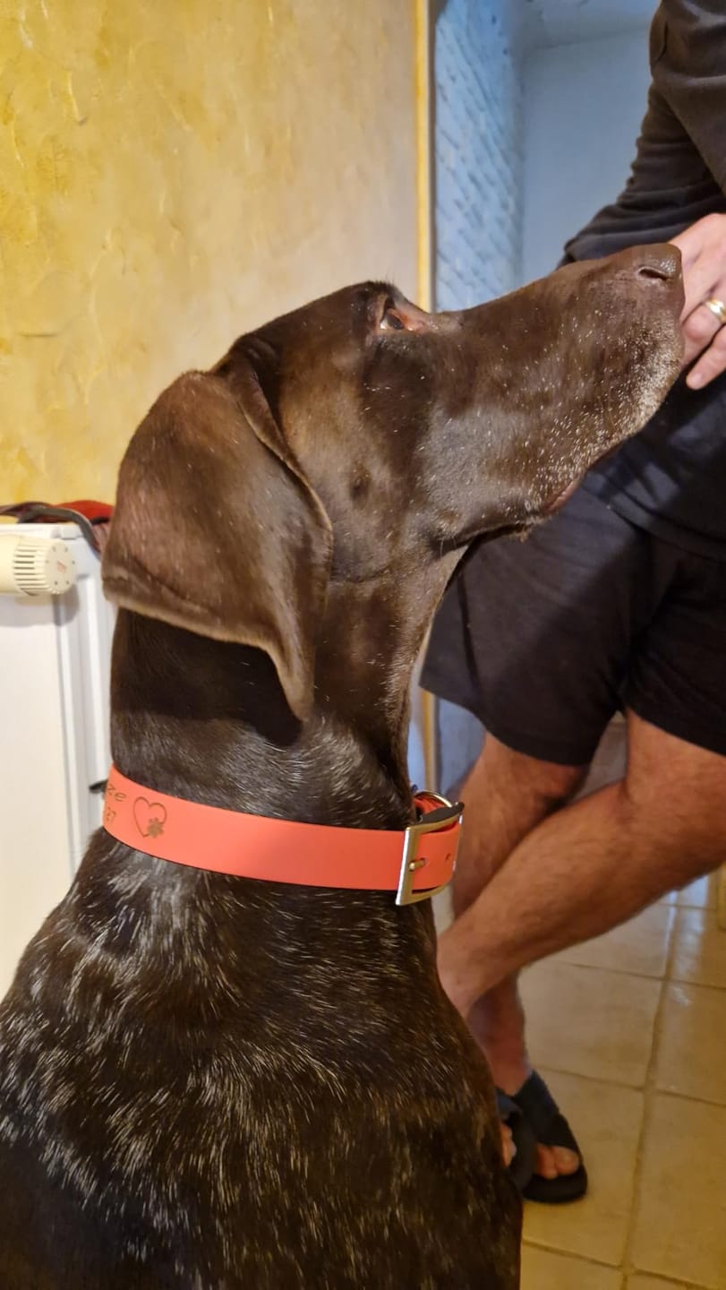 Customer photo review of Collier Chien Personnalisé en Biothane® - Gravé à Vie & Étanche