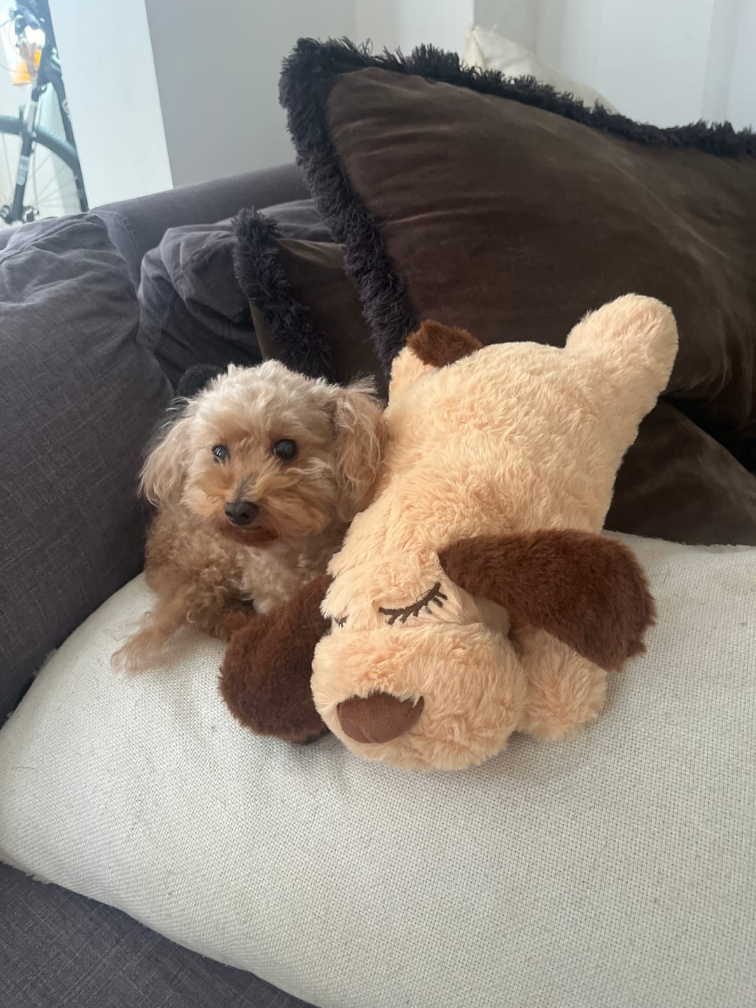 Customer photo review of Peluche Antiestrés para Mascotas