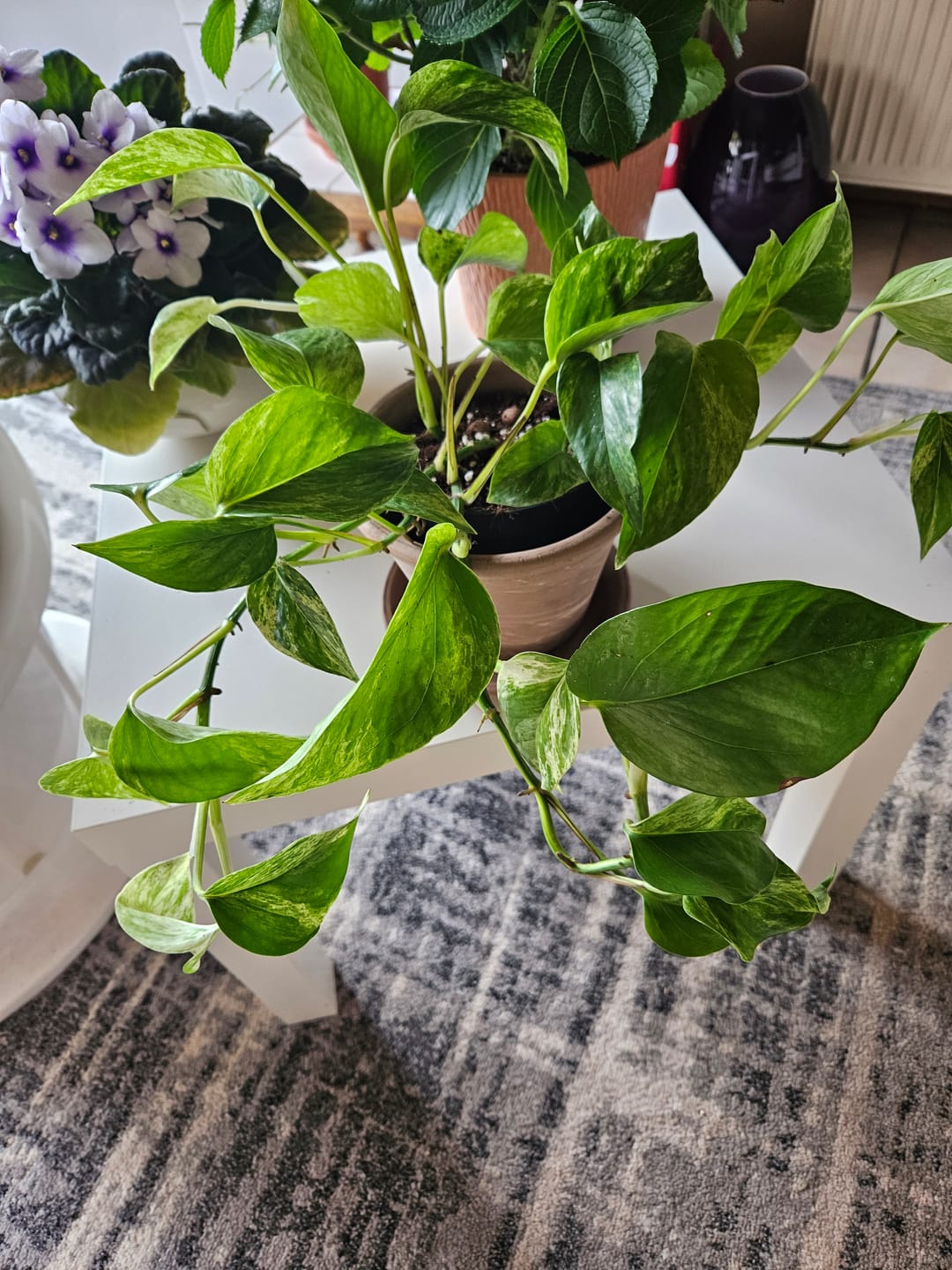 Customer photo review of EPIPREMNUM MARBLE QUEEN