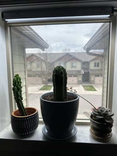 Customer photo review of San Pedro Cactus | Trichocereus (Echinopsis) Pachanoi