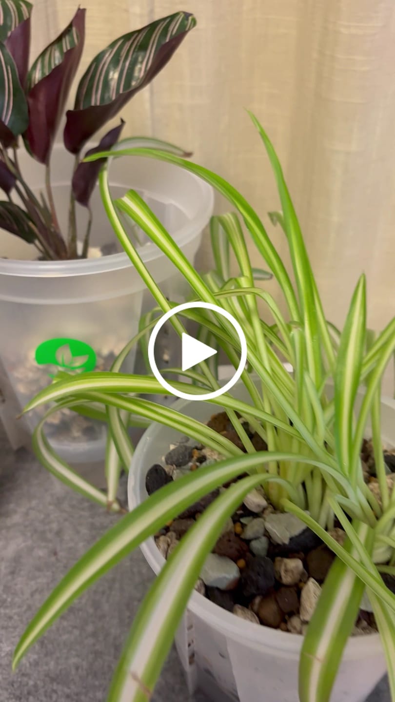Customer video review of Clear Self-Watering Plant Pots