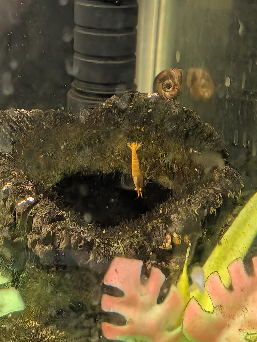 Customer photo review of Neon Yellow Shrimp "NEW"