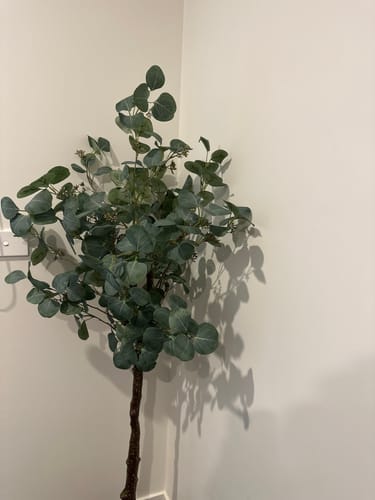 Customer photo review of Artificial Eucalyptus Tree (Red Box Eucalyptus Polyanthemos) 150cm