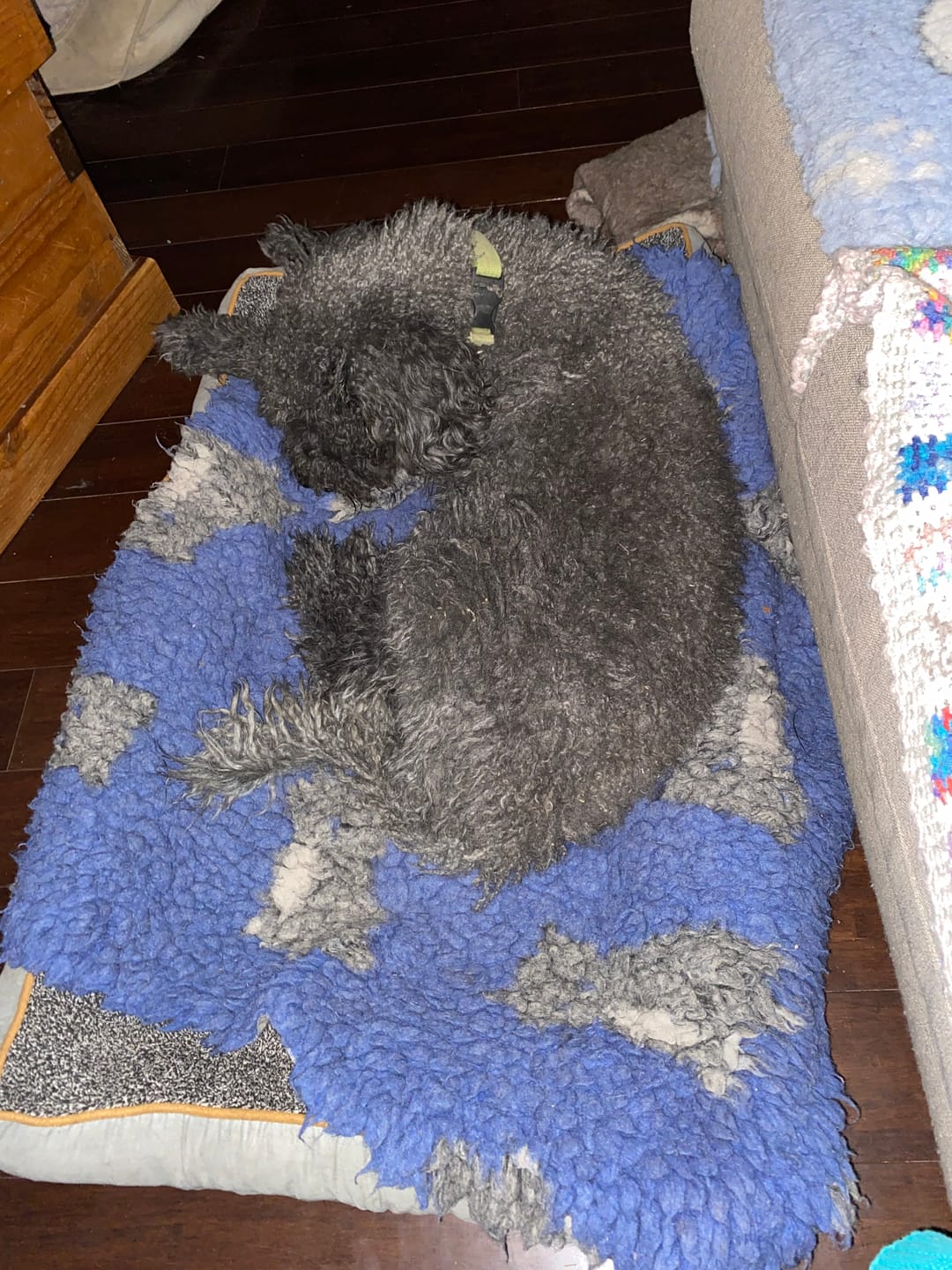 Customer photo review of Pets Gear Orthopedic Dog Bed