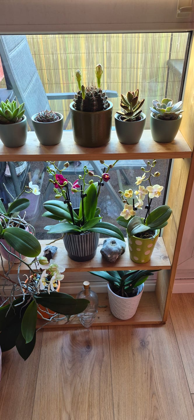 Customer photo review of Cocktail Orchidee mit gelb-roten Blüten und 5+ Rispen