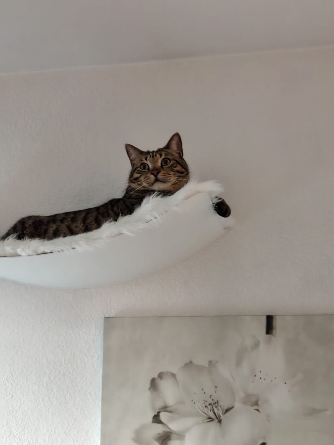 Customer photo review of STYA Katzen Kletterwand | XXL Hängematte WL170