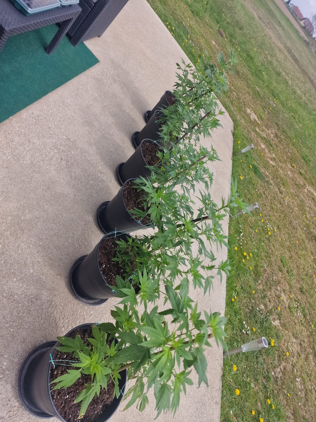 Customer photo review of Hanfstecklinge | Frozen Black Cherry