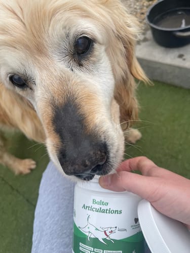 Le Golden Retriever d'un client renifle de près le pot de Complément articulations tenu par une personne.