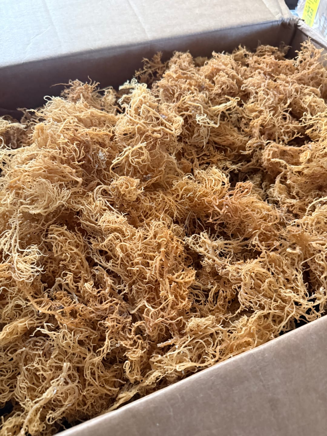 Customer photo review of Sea Moss from the pristine waters of St. Lucia- wildcrafted