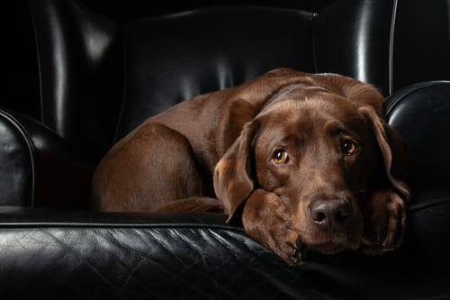Customer photo review of LabraFur Lifestyle Kit