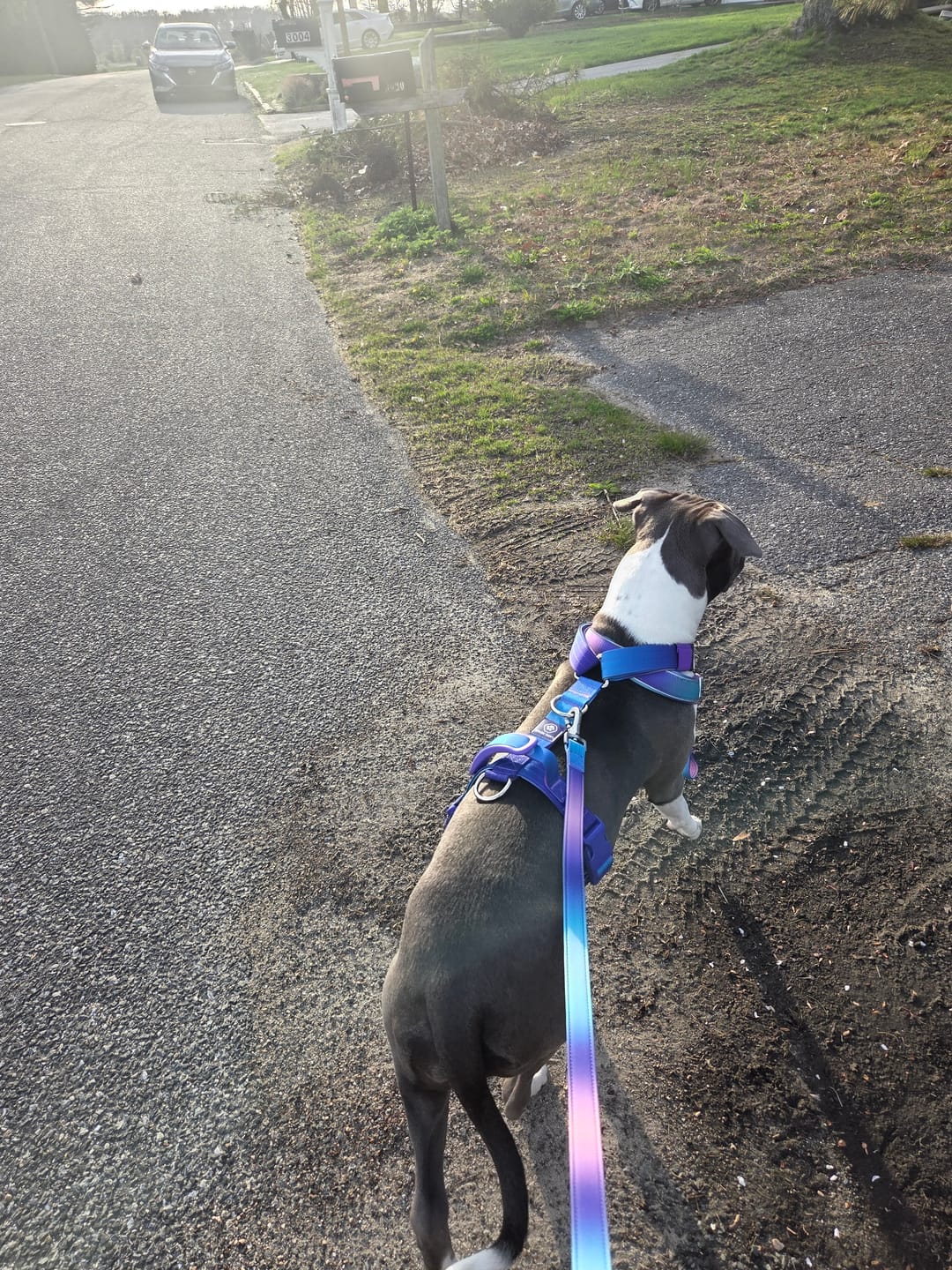 Customer photo review of Leash and Poop Bag Holder Set