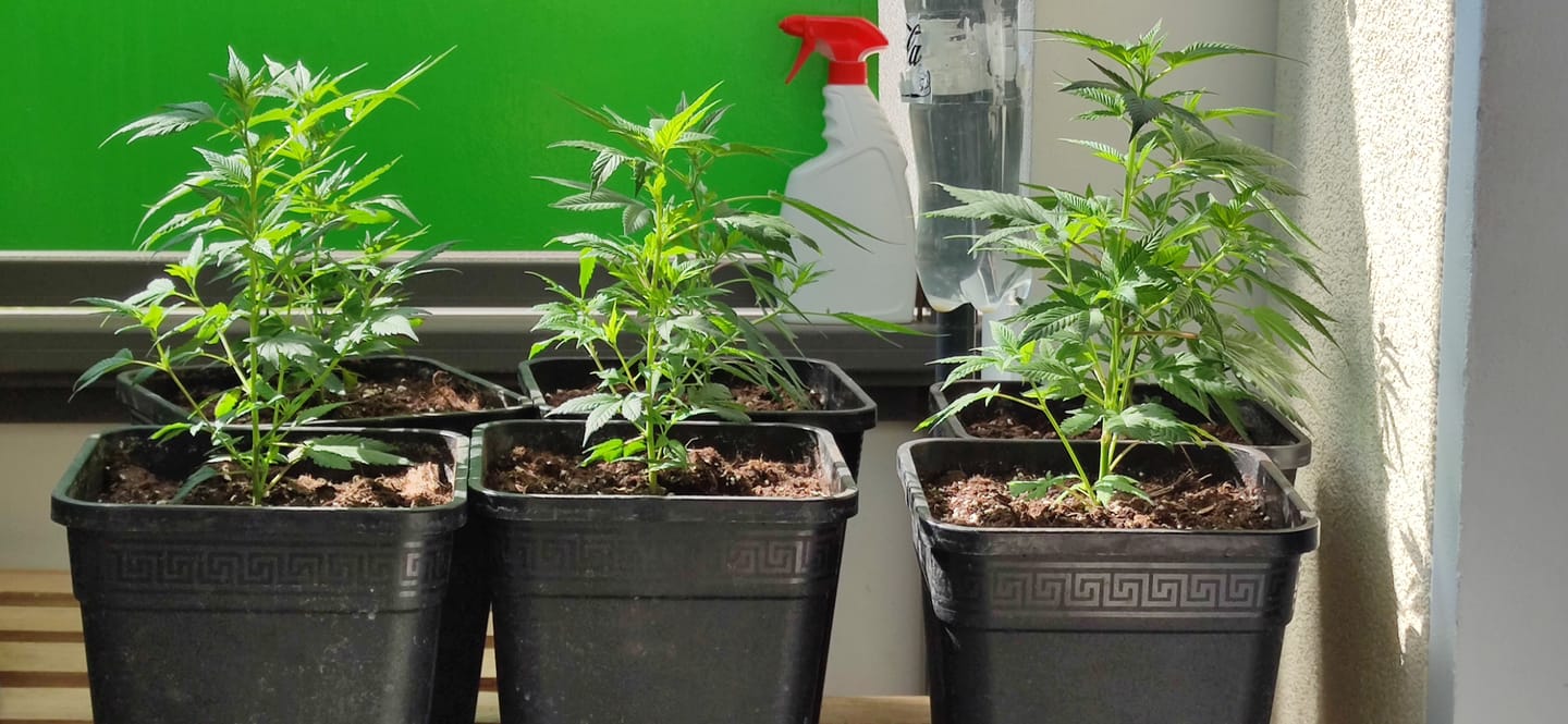 Customer photo review of Hanfstecklinge | Blackberry Moonrock
