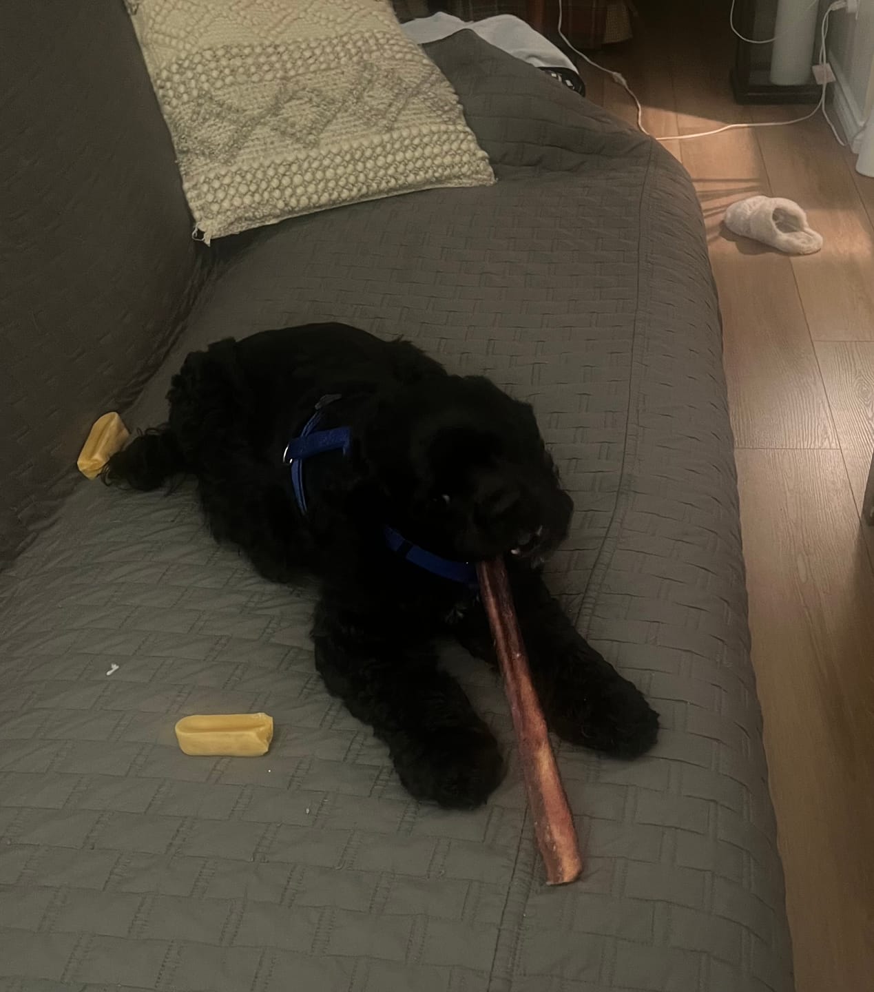 Customer photo review of 12 Inch Jumbo Bully Stick