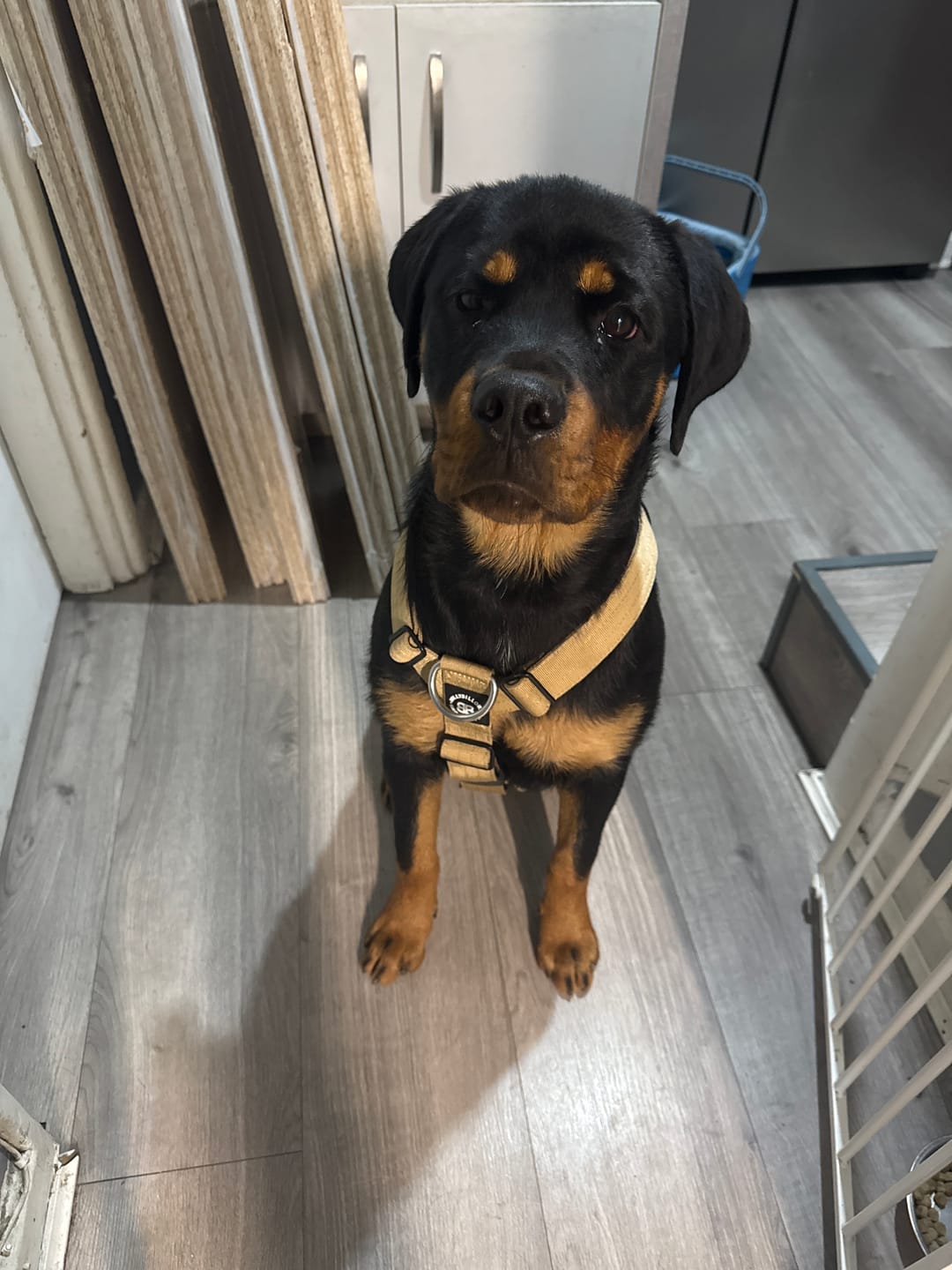 Customer photo review of Anti-Pull TRI-Harness® | Training Dog Harness for All Breeds - Tan