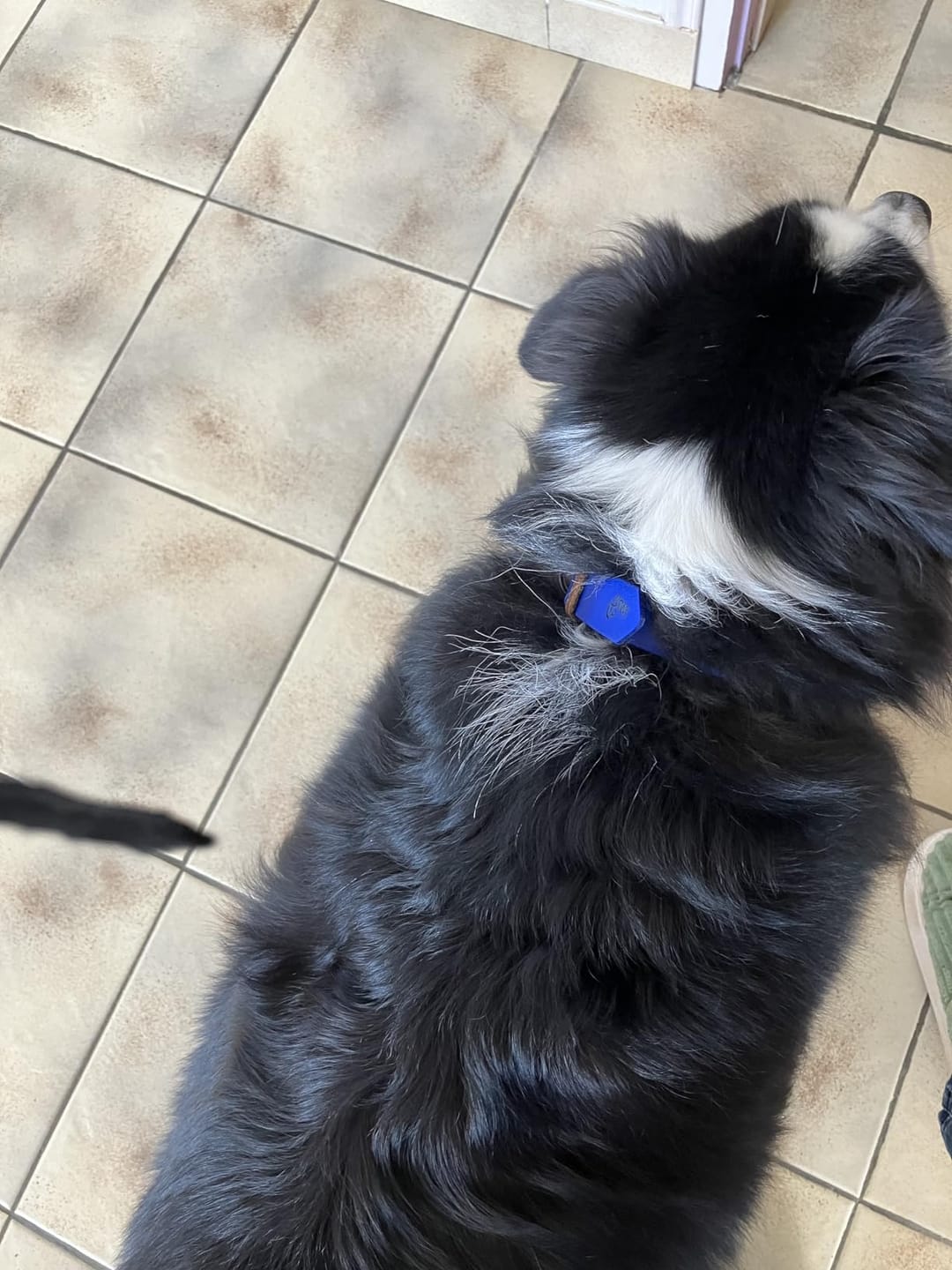 Customer photo review of Collier Chien Personnalisé en Biothane® - Gravé à Vie & Étanche