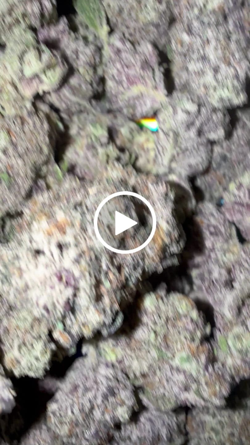 Customer video review of Versace Indoor - Bulk - Hybrid