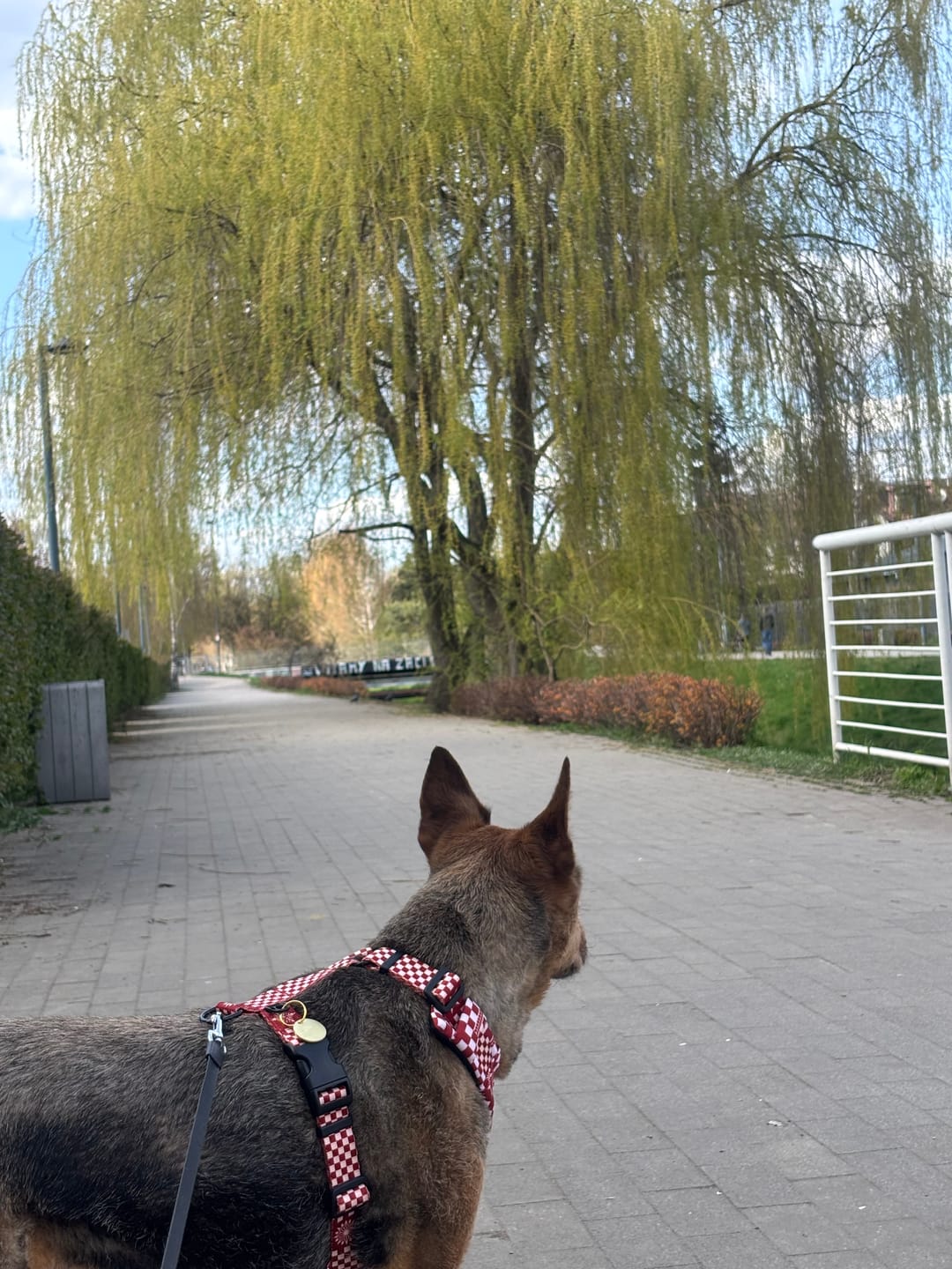 Customer photo review of Szelki bezuciskowe "Cozy Plaid" - czarne okucia