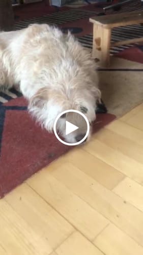 Customer video review of Lucky Belly