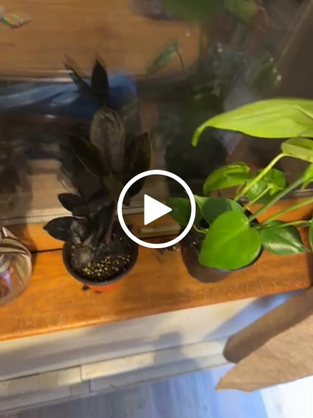 Customer video review of Monstera Deliciousa Live Indoor Plant, Easy Care Low Light Houseplant, Air Purifier Monstera Gift Plant Mother's Day Pet Friendly Plant