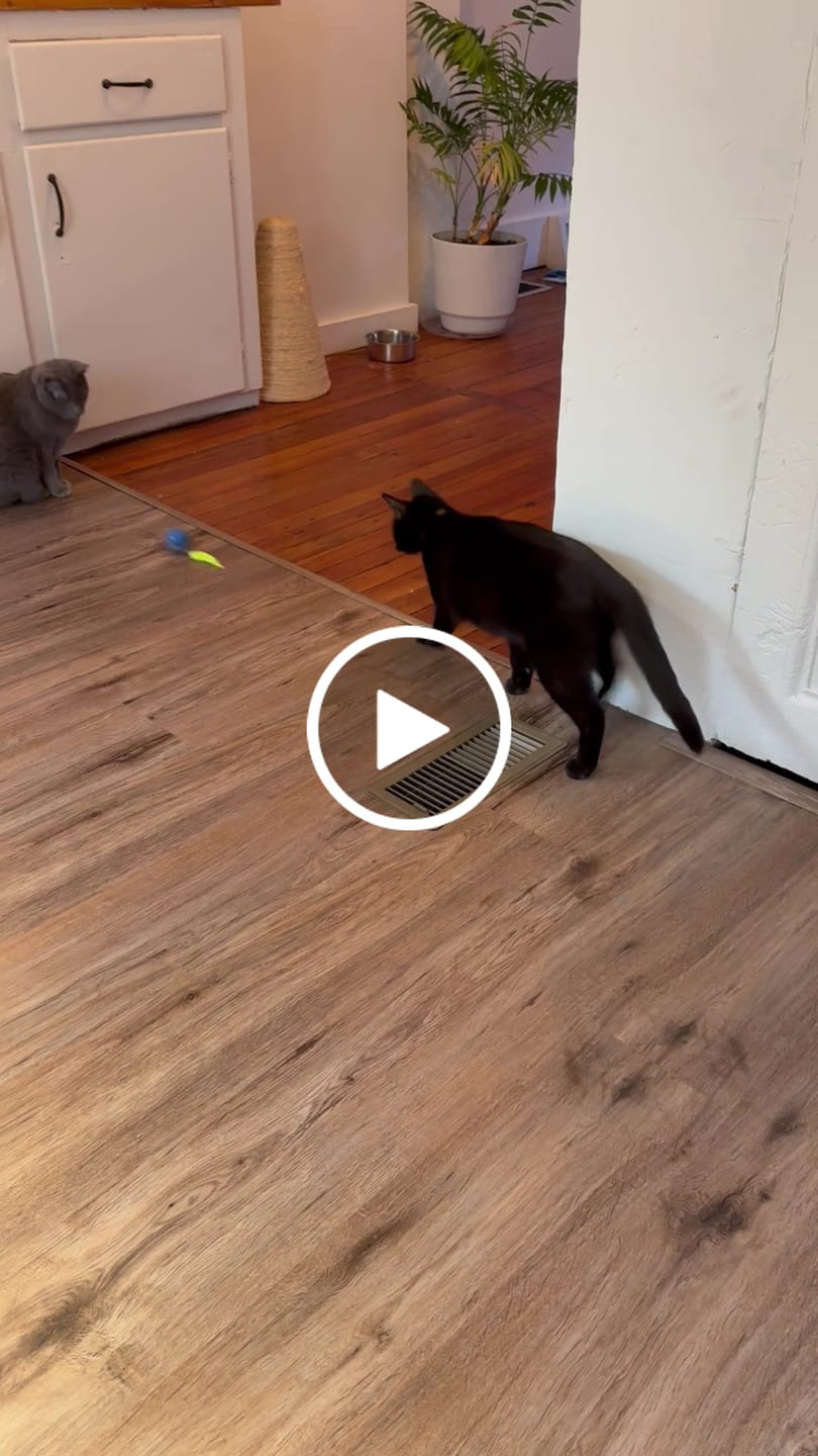 Customer video review of SPEEDY TAIL 2.0