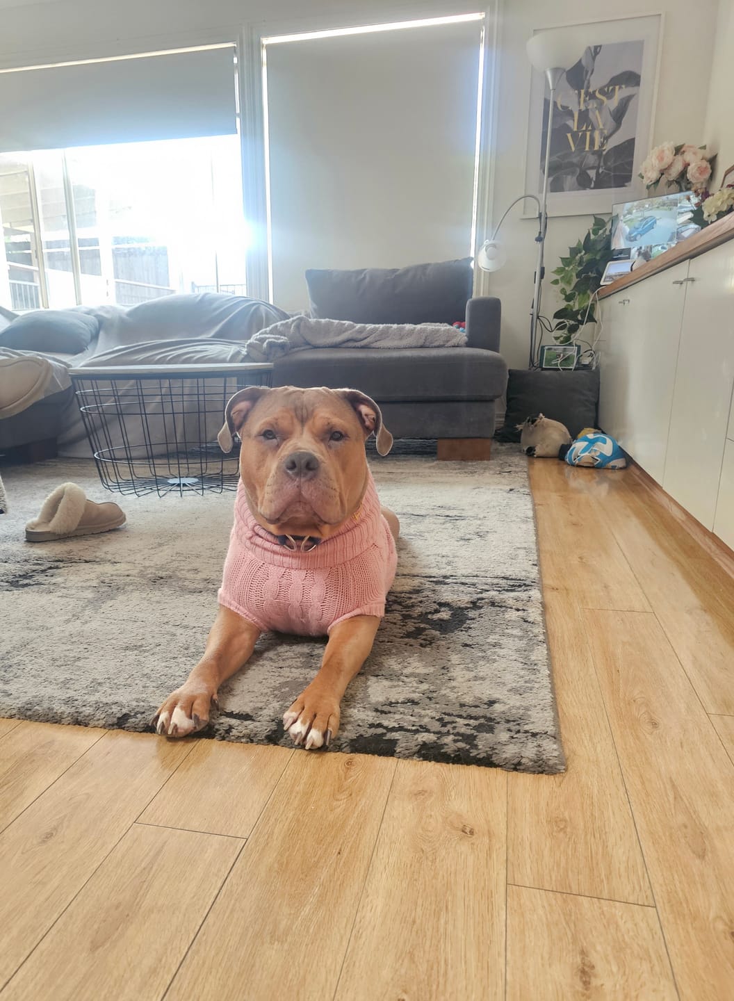 Customer photo review of Cable Knit Dog Sweaters