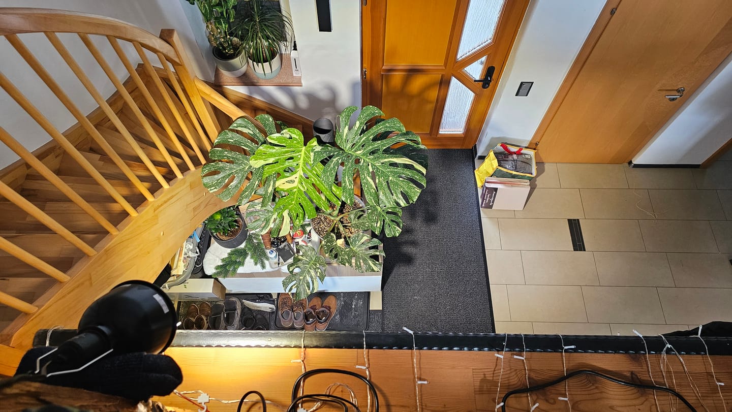Customer photo review of Monstera Thai Constellation