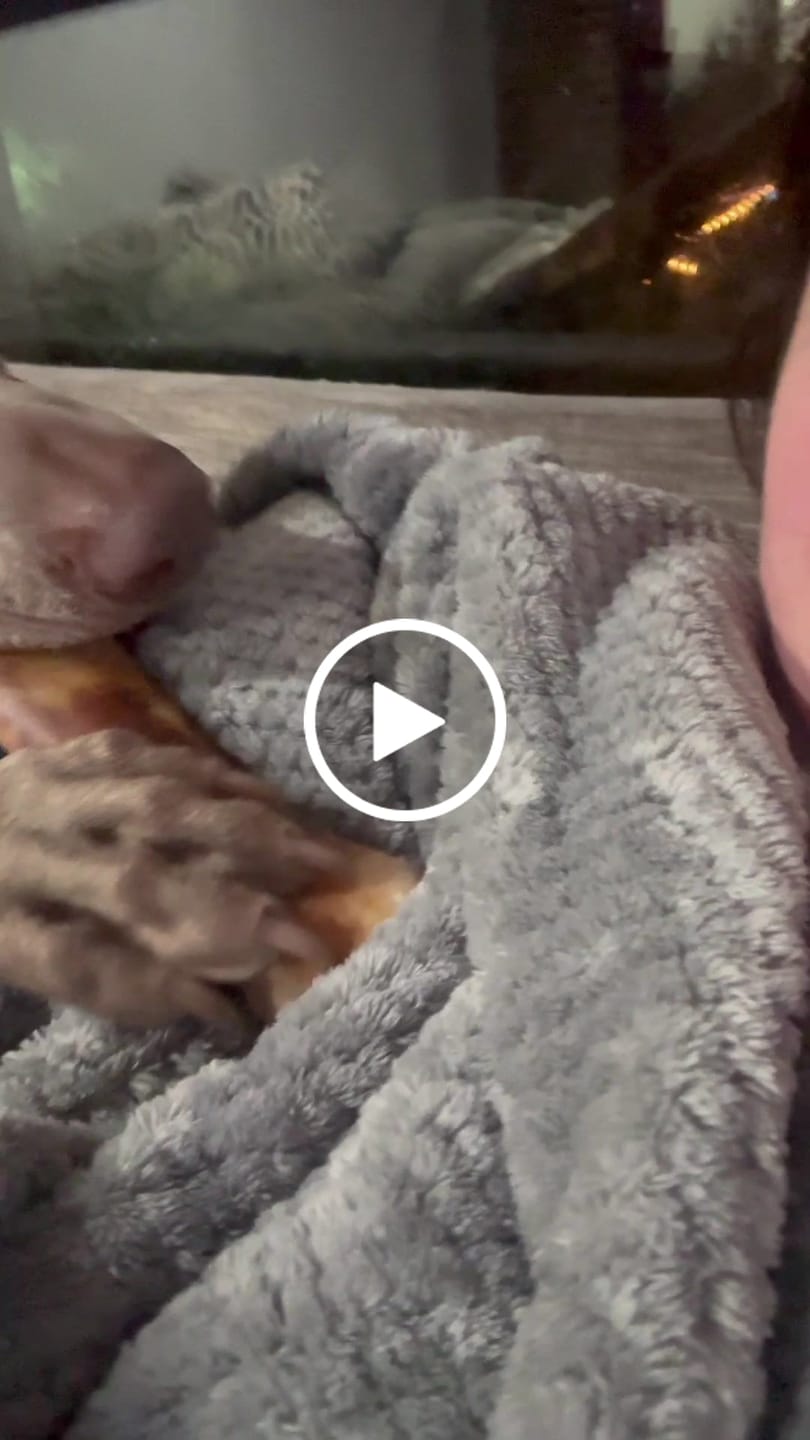 Customer video review of Large Dog Black Friday Bundle (Your 12oz Jerky+2 Large Bones+12" Hick. Bully)
