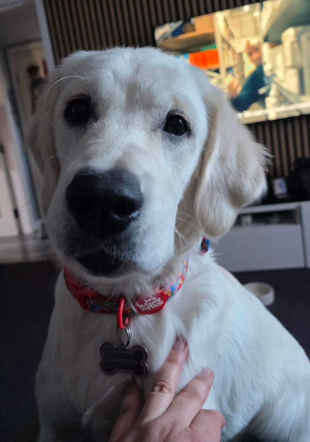 Customer photo review of Disney© Collar - Winnie Goes Retro