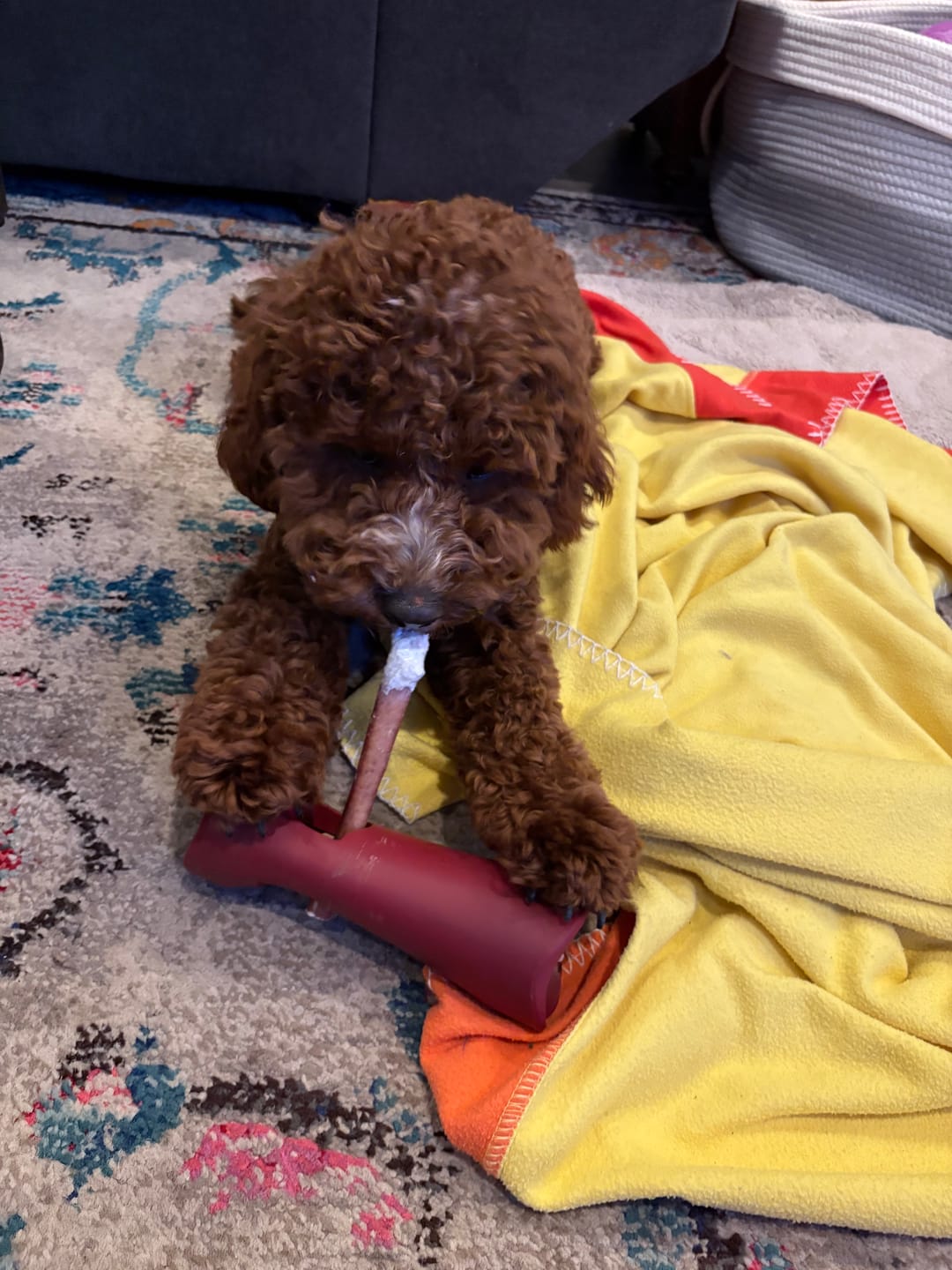 Customer photo review of 6 Inch Thick Bully Stick