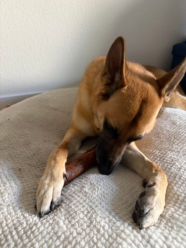 Customer's large dog lies on a bed, chewing a large marrow bone from the Black Friday bundle.