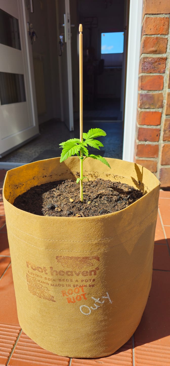 Customer photo review of Root Heaven Stoff Topf