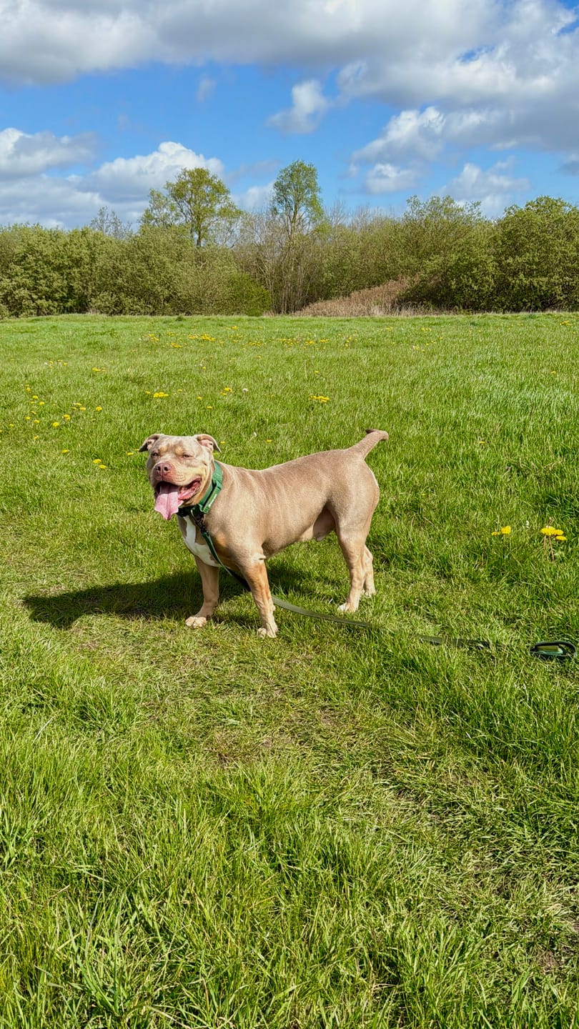Customer photo review of Comfort Control Collar Set - Army Green