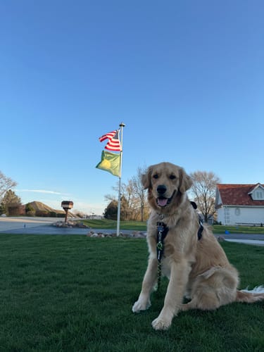 Customer's Betsy Ross Flag flying on a flagpole in a front yard with a golden retriever sitting on the grass.