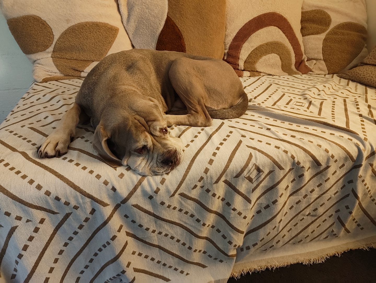 Customer photo review of Pet Couch Covers