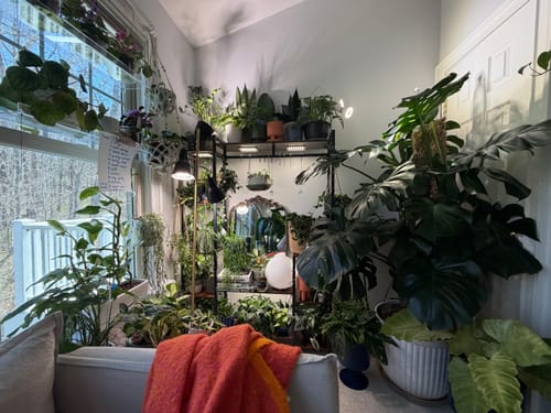 A reviewer's room filled with many lush green houseplants, including a large Monstera, thriving from the Plant Food.