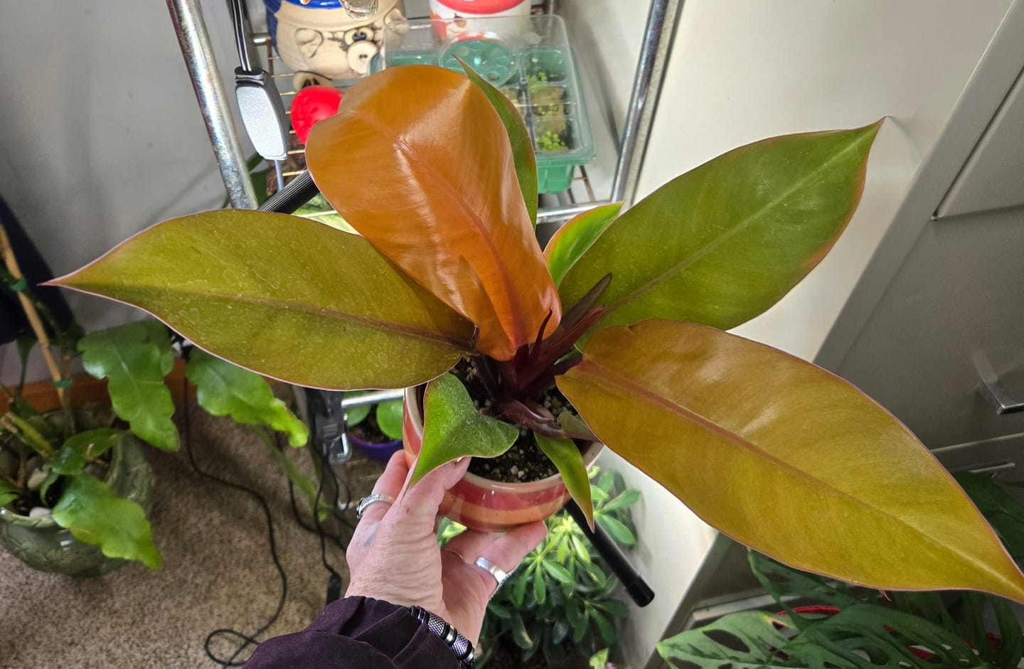 Customer photo review of Philodendron 'Prince of Orange'
