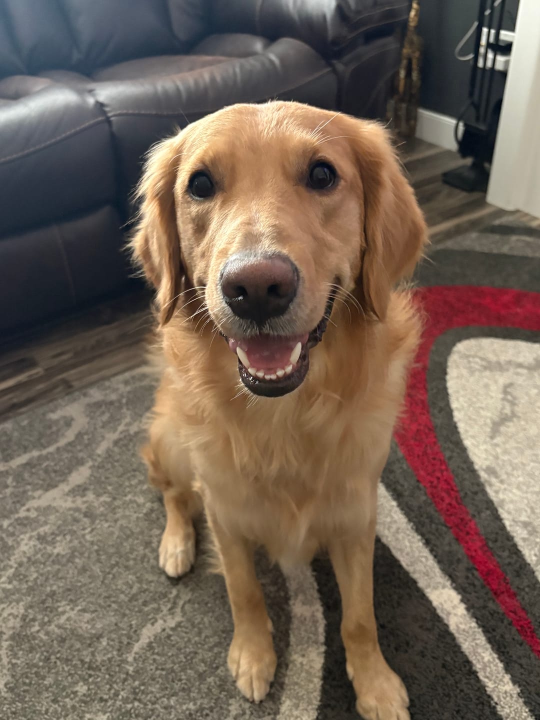 Customer photo review of 12 Inch Monster Bully Stick