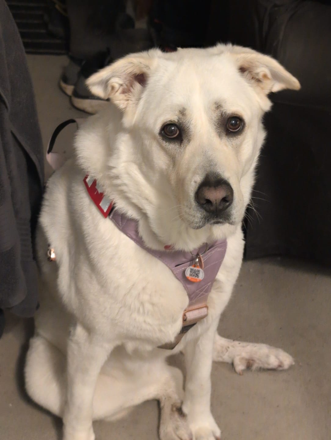 Customer photo review of Terrain Dog Airtag Harness - Sofia