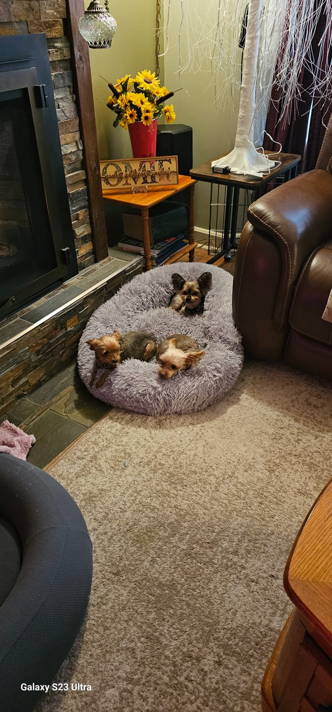 Customer photo review of Brooklyn® Deep Sleep Pet Bed
