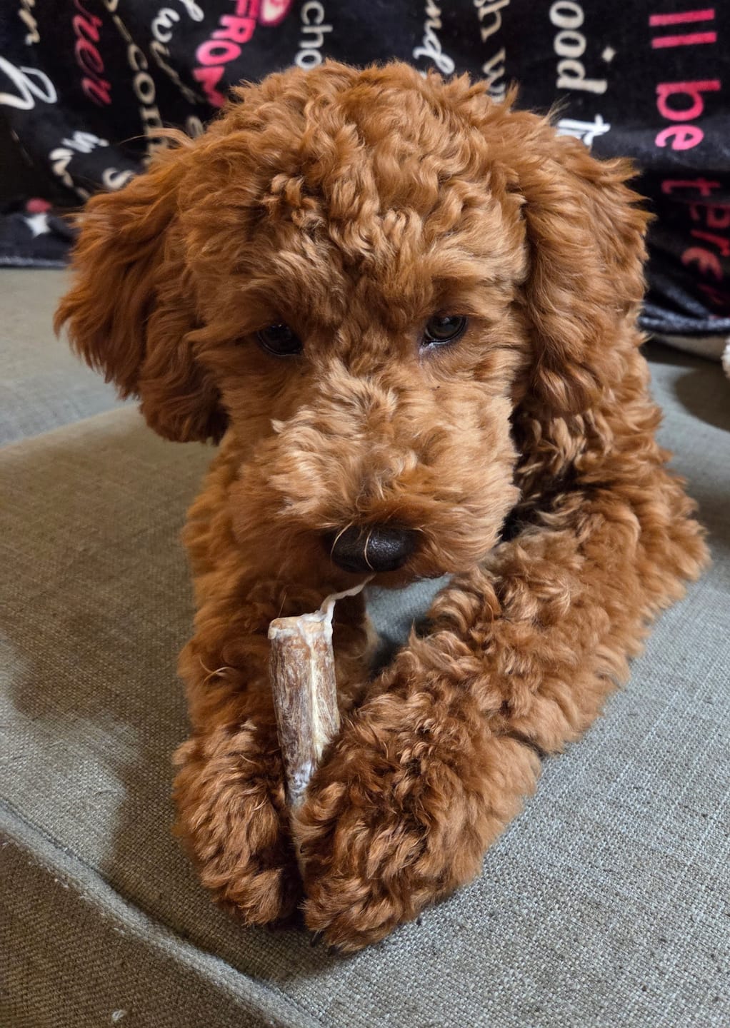 Customer photo review of 6 Inch Monster Bully Stick