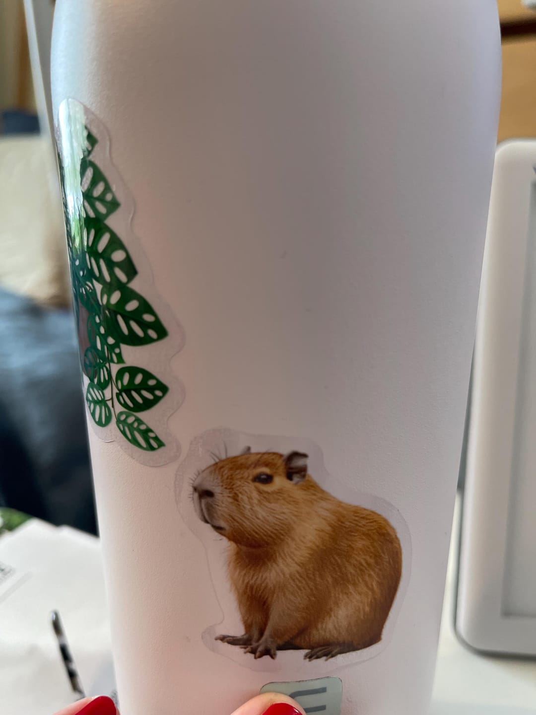 Customer photo review of Capybara Sticker Decal, Animal Art Vinyl Laptop Cute Waterbottle Tumbler Car Waterproof Bumper Clear Aesthetic Die Cut Wall