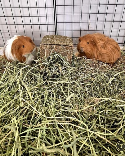 Customer photo review of Meadow Hay Box